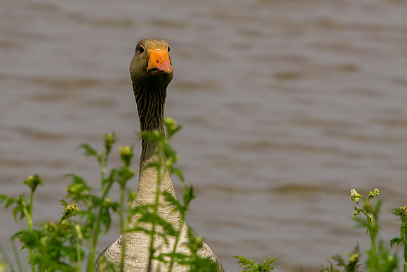 Goose Hello taken by Bob Riach