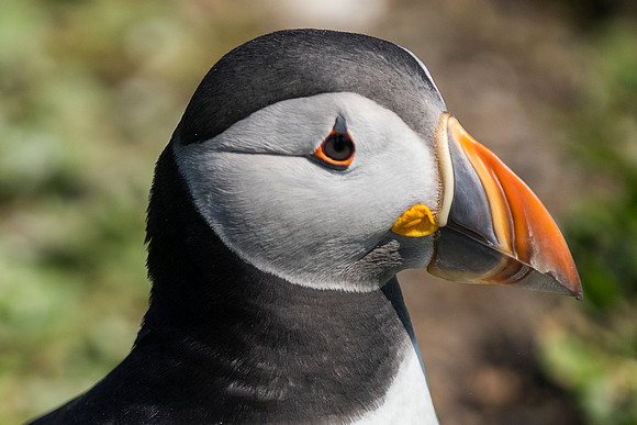 puffin portrait