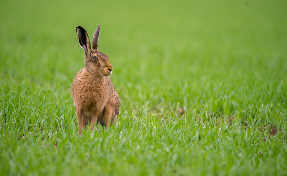 best brown hare1