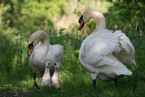 singing cygnets