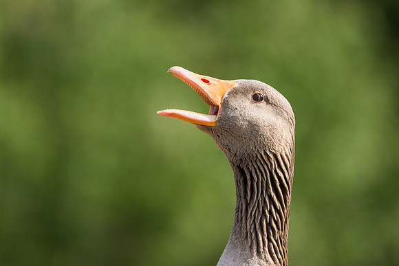 Goose © Bob Riach