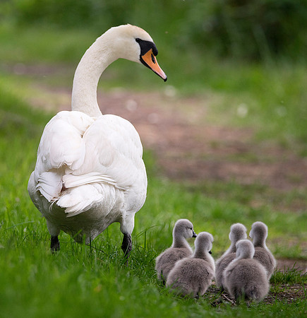 swan and babies1