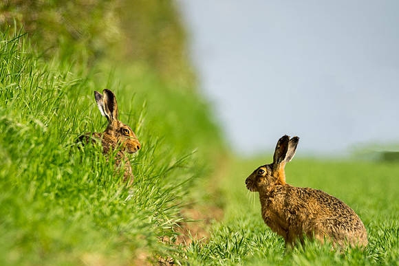 2hares