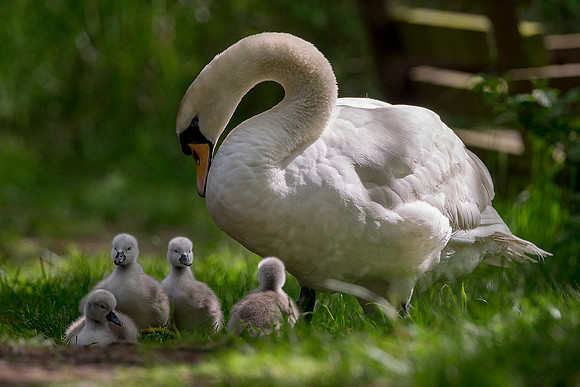 swan n babies4
