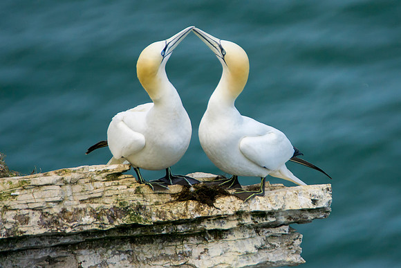 Gannet © Bob Riach