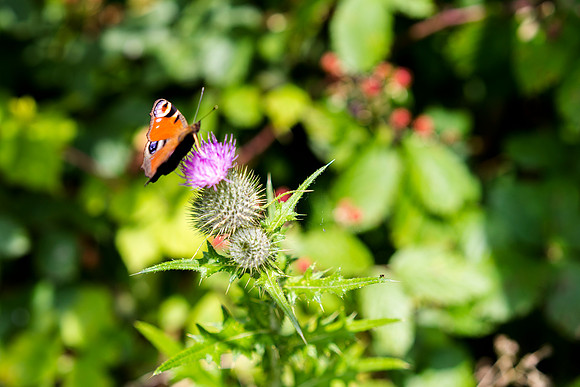Butterfly 1 © Bob Riach