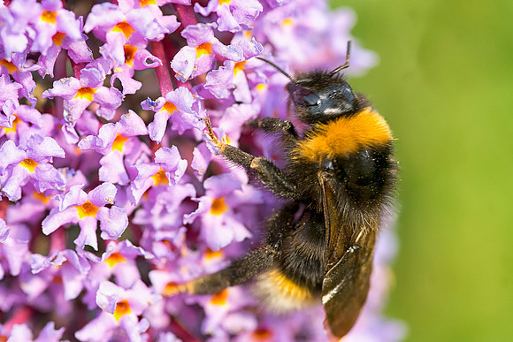 Bee © Bob Riach