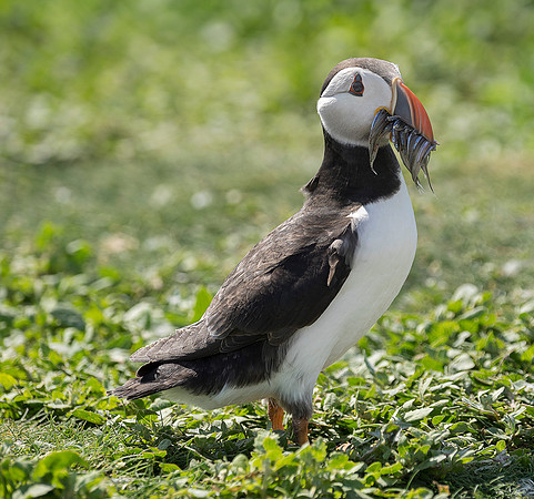 puffin 99
