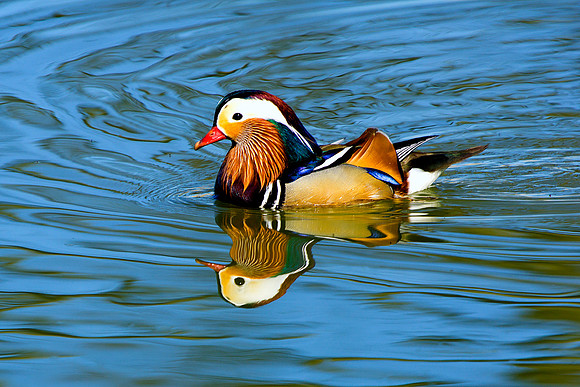 0 Manderine Duck Swim Caistor Lakes taken by Bob Riach