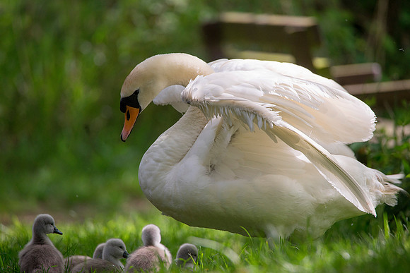 mum n babies99