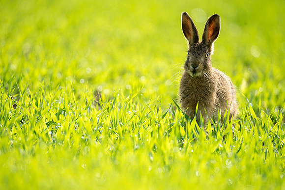 exhib baby hare © Jo Bird