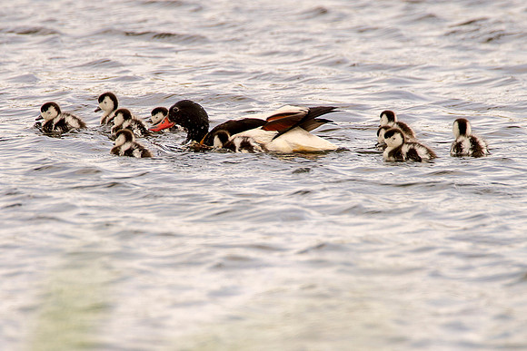 stripey ducklings