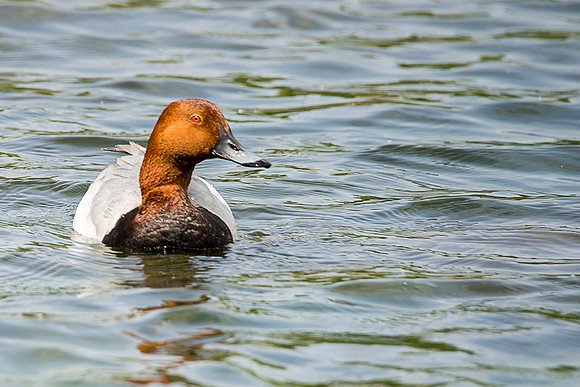 orange duck