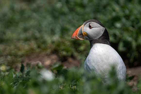 big puffin
