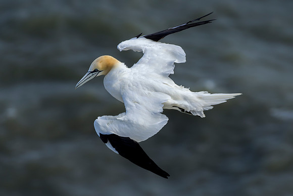 Gannet  taken by Bob Riach
