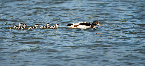 swimming ducklings
