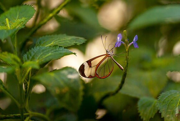 fairy