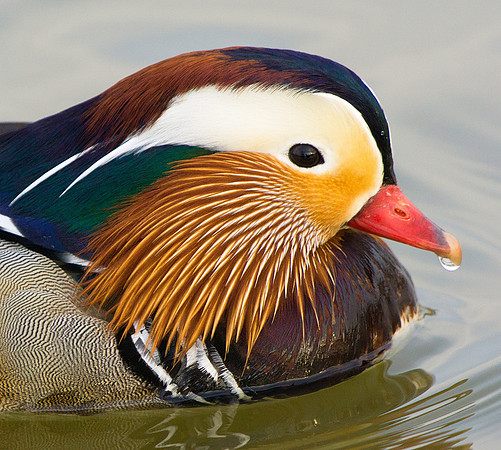 mandarin head