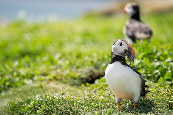 puffin 1