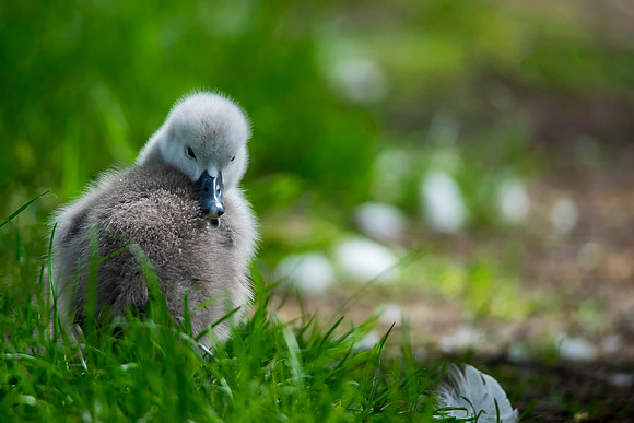 open mouth baby swan