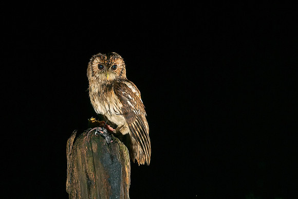 tawny owl 1