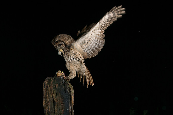 tawny owl 2