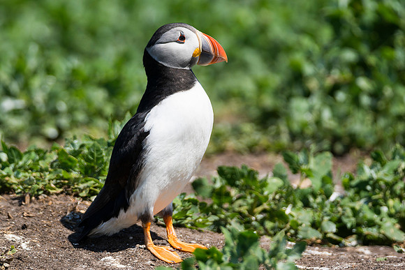 exhib puffin 2 © Jo Bird