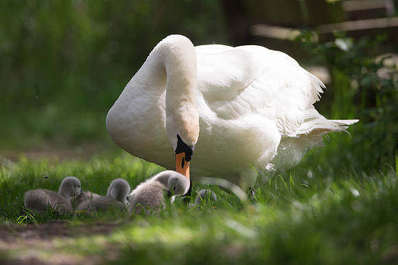 mum n cygnets99