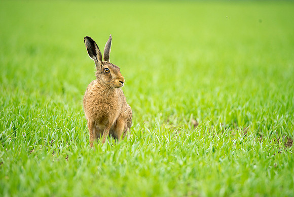 exhib hare © Jo Bird