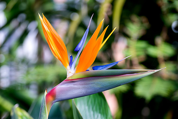 Paradise Plant taken by Bob Riach