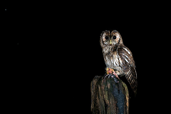 Tawny Owl 3 © Bob Riach
