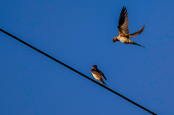 red rump swallows