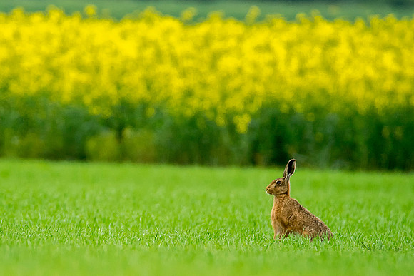 hare88