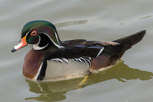 shelduck