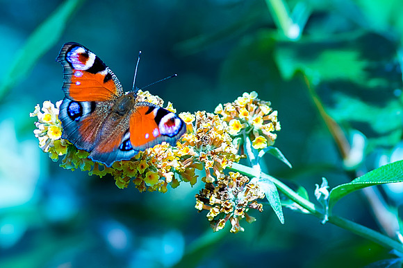 Peacock Butterfly © Bob Riach