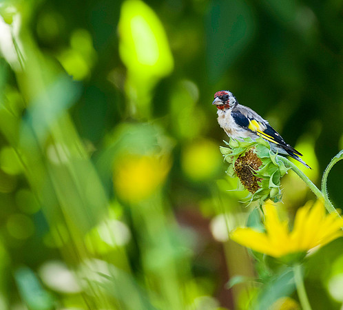 scraggy goldfinch on a sunflower
