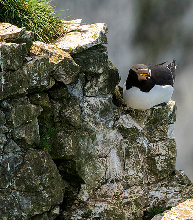 razorbill1