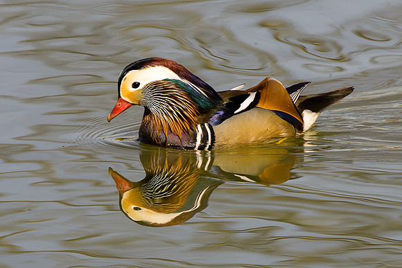 Manderine Duck Edited Caistor Lakes taken by Bob Riach
