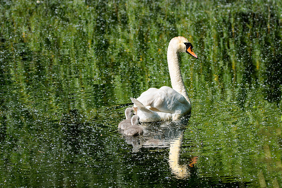 misty swan