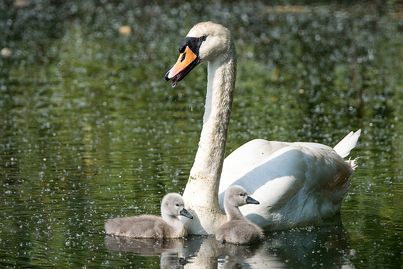 misty swan 2