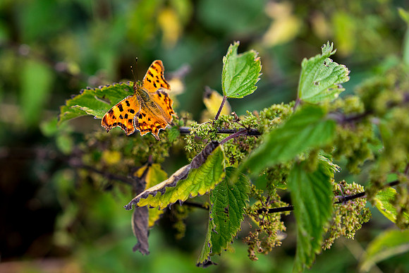 Comma Butterfly 1 © Bob Riach