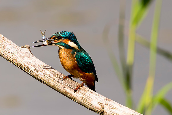 Kingfisher 2 © Bob Riach