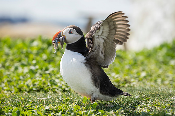 best puffin