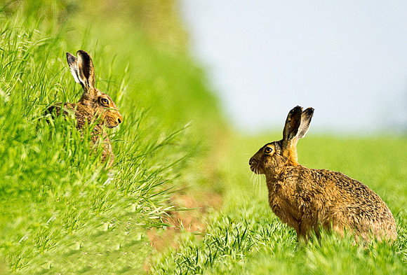 exhib 2 hares © Jo Bird