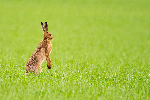 hare89