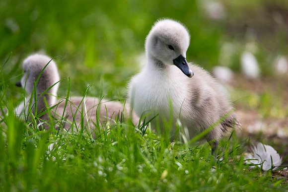 swan n feather