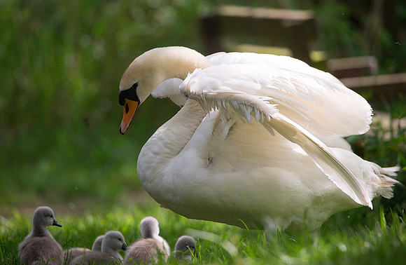 mum n baby swan2