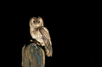 Jo Bird Collection
