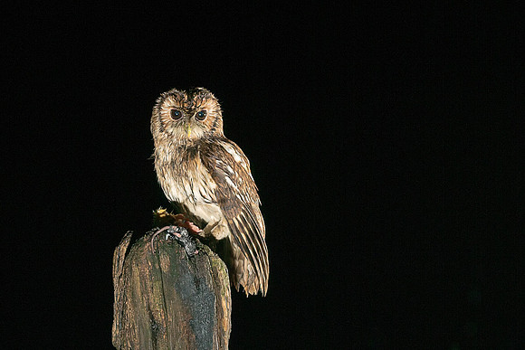 tawny owl3