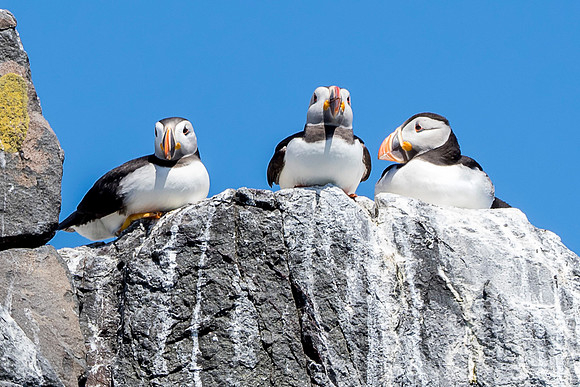 3puffins